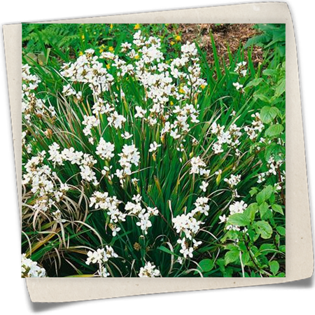 Grasartiger Kalmus Grasartiger Kalmus