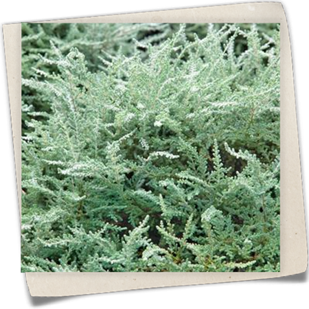 Besenheide Besenheide