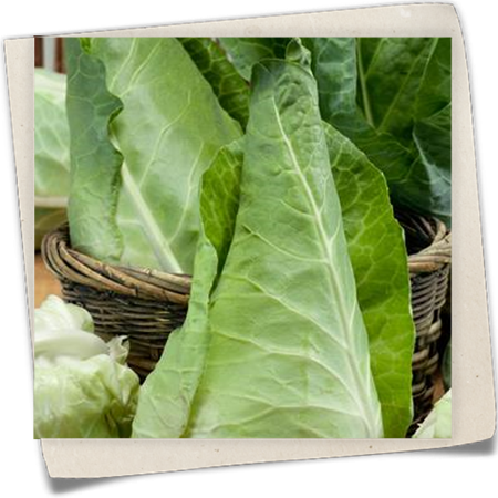 Spitzkohl 'Filderkraut' Spitzkohl 'Filderkraut'