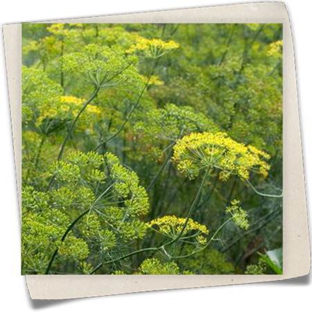 Dill 'Elefant' Dill 'Elefant'