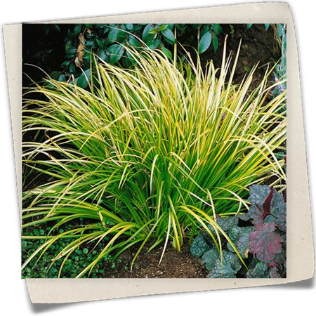 Grasartiger Garten-Kalmus 'Ogon' Grasartiger Garten-Kalmus 'Ogon'