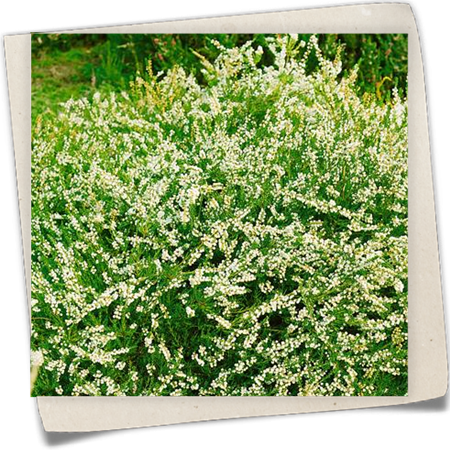 Besenheide 'Alba Plena' Besenheide 'Alba Plena'