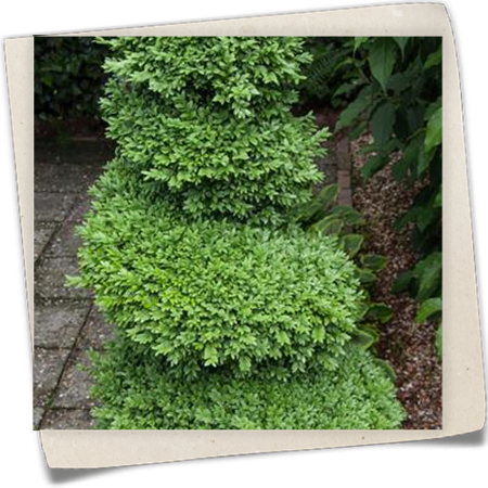 Hoher Buchsbaum Hoher Buchsbaum