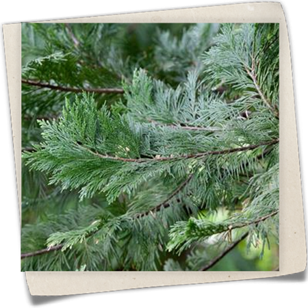 Kalifornische Weihrauchzeder Kalifornische Weihrauchzeder