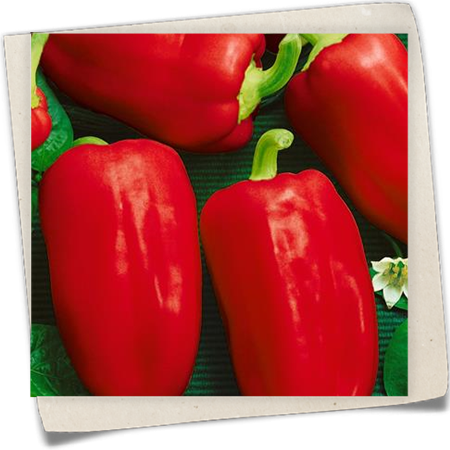 Midi-Blockpaprika 'Almira® Midi Red' Midi-Blockpaprika 'Almira® Midi Red'