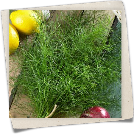 Topf-Dill 'Delikat' Topf-Dill 'Delikat'