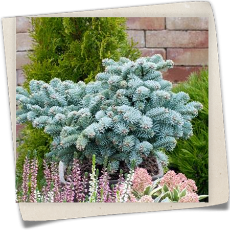 Zwergedeltanne 'Procumbens' Zwergedeltanne 'Procumbens'