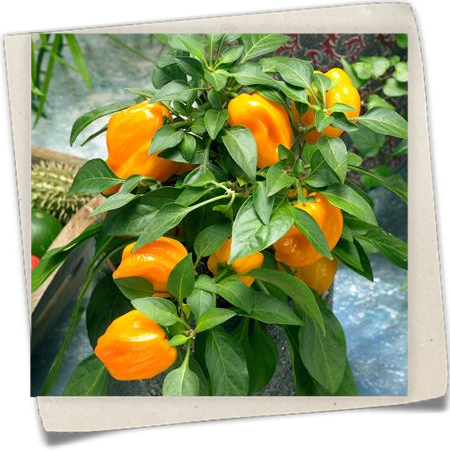 Midi-Blockpaprika 'Almira® Midi Yellow' Midi-Blockpaprika 'Almira® Midi Yellow'