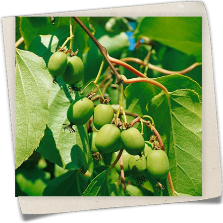 Kiwi 'Fresh Jumbo' Kiwi 'Fresh Jumbo'