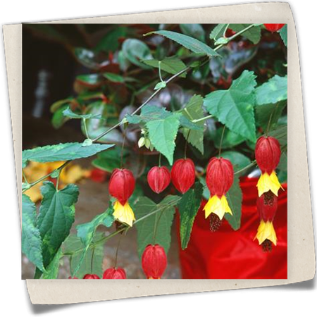 Rio-Grande-Abutilon Rio-Grande-Abutilon