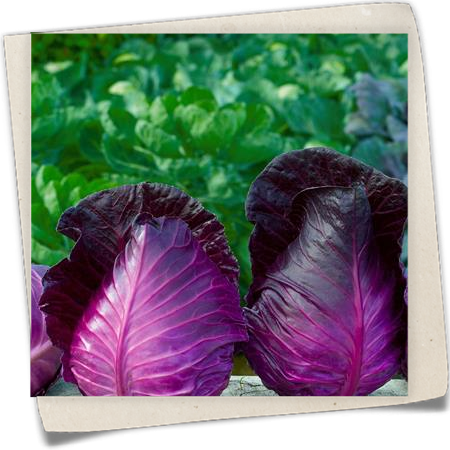 Rotkohl 'Kalibos' Rotkohl 'Kalibos'