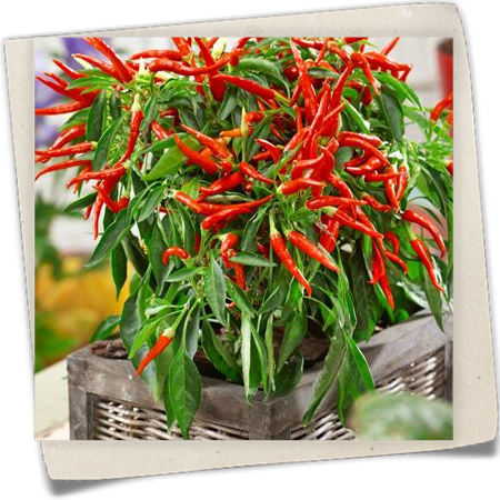 Chili 'Apache' Chili 'Apache'