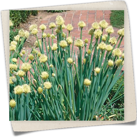 Winter-Zwiebel Winter-Zwiebel