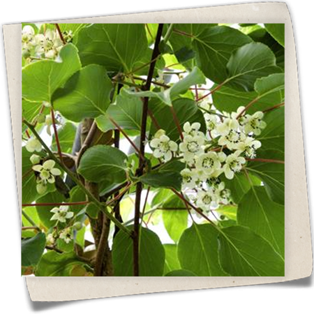 Kiwi 'Minkimale' (männlich) Kiwi 'Minkimale' (männlich)