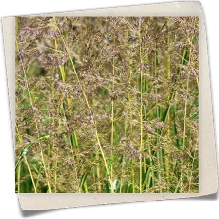 Garten-Reitgras 'Eldorado' Garten-Reitgras 'Eldorado'