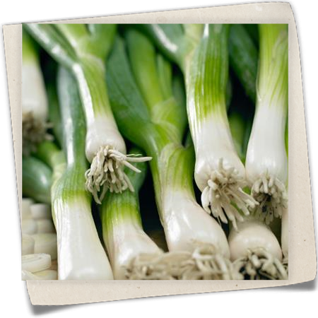 Winterzwiebel 'Freddy' Winterzwiebel 'Freddy'