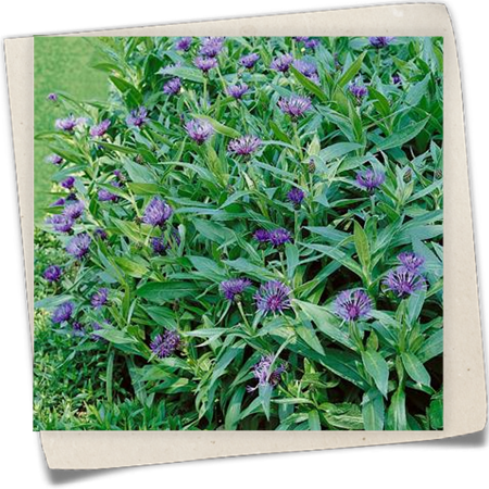 Berg-Flockenblume Berg-Flockenblume