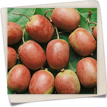 Zwerg-Kiwi 'Kens Red' Zwerg-Kiwi 'Kens Red'