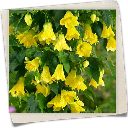 Schönmalve 'Yellow Trumpet' Schönmalve 'Yellow Trumpet'