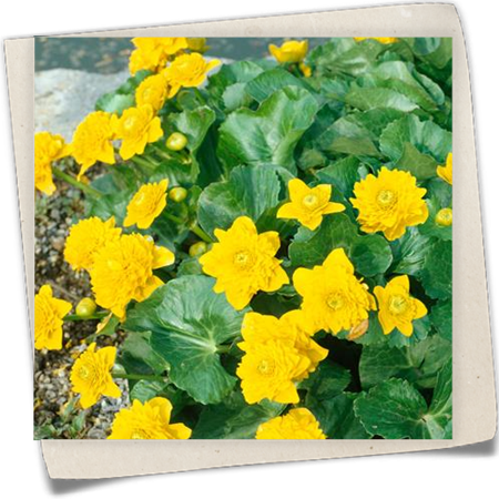 Gefülltblühende Garten-Dotterblume 'Multiplex' Gefülltblühende Garten-Dotterblume 'Multiplex'