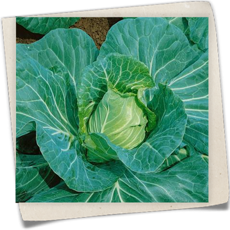 Spitzkohl 'Chavannes'  Spitzkohl 'Chavannes'