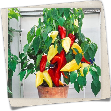 Ungarischer Spitzpaprika Ungarischer Spitzpaprika