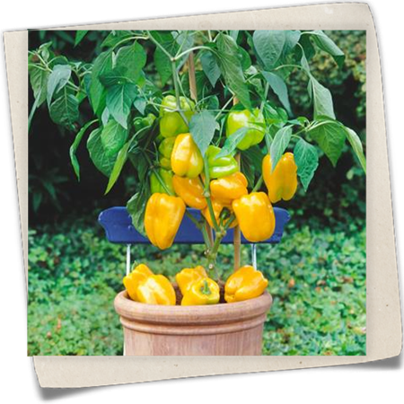 Gelbe Blockpaprika Gelbe Blockpaprika