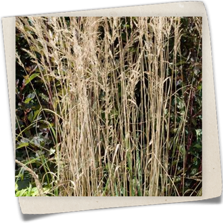 Gestreiftes Reitgras 'Overdam' Gestreiftes Reitgras 'Overdam'