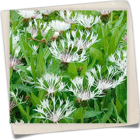 Weiße Berg-Flockenblume 'Alba' Weiße Berg-Flockenblume 'Alba'