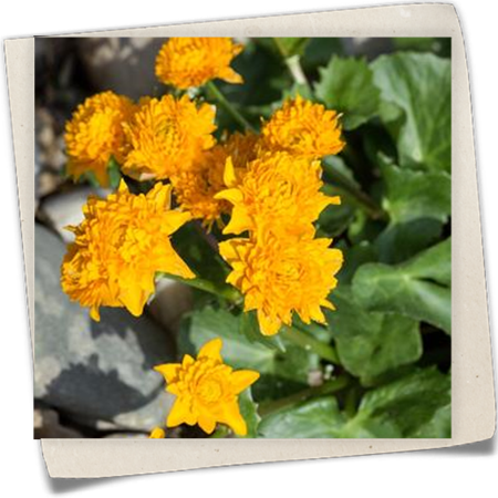 Sumpfdotterblume 'Plena' Sumpfdotterblume 'Plena'