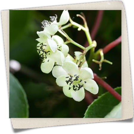 Kiwi 'Male' (männlich) Kiwi 'Male' (männlich)