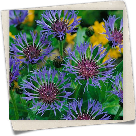 Garten-Flockenblume 'Coerulea' Garten-Flockenblume 'Coerulea'