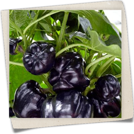Blockpaprika 'Beluga® Purple' Blockpaprika 'Beluga® Purple'