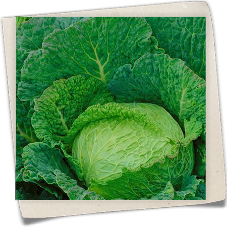 Wirsingkohl 'Goldvital' Wirsingkohl 'Goldvital'