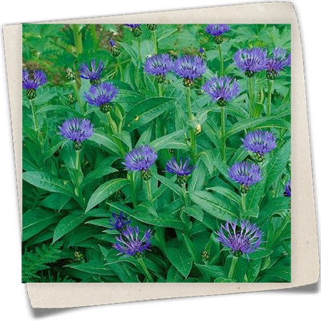 Garten-Flockenblume 'Grandiflora' Garten-Flockenblume 'Grandiflora'