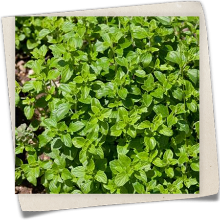 Kleinblütige Bergminze Kleinblütige Bergminze