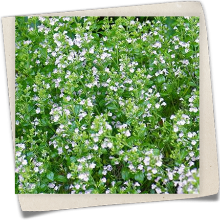 Kleinblütige Garten-Bergminze 'Alba' Kleinblütige Garten-Bergminze 'Alba'