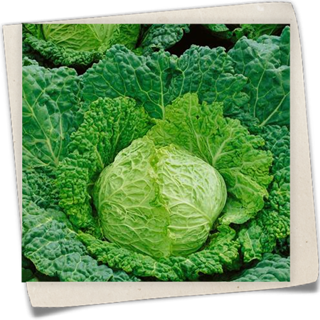 Wirsingkohl 'Marner grüfewi' Wirsingkohl 'Marner grüfewi'