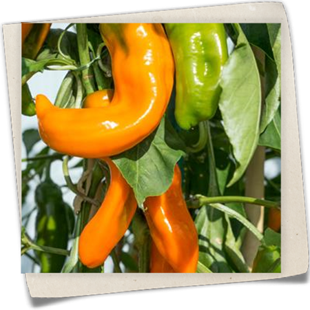 Chili 'Bullhorn' Chili 'Bullhorn'