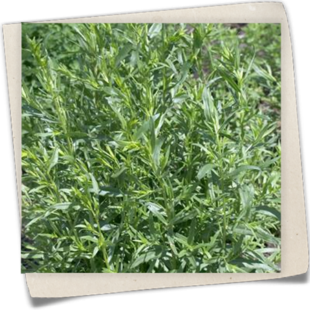 Französischer Estragon Französischer Estragon