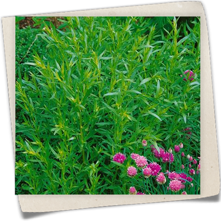 Französischer Estragon 'Pfefferkorn' Französischer Estragon 'Pfefferkorn'