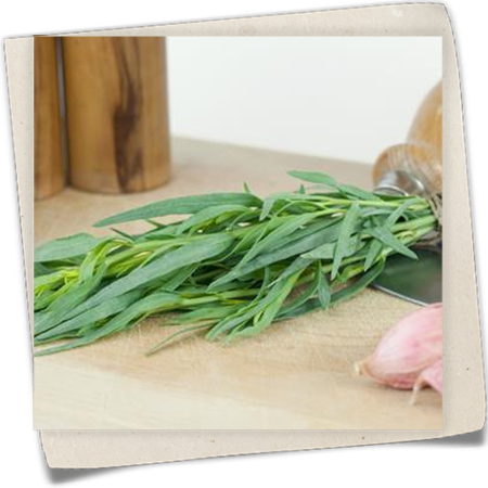 Estragon 'Kleiner Drache' Estragon 'Kleiner Drache'