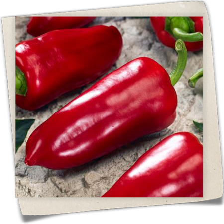 Paprika 'Cornetto' Paprika 'Cornetto'