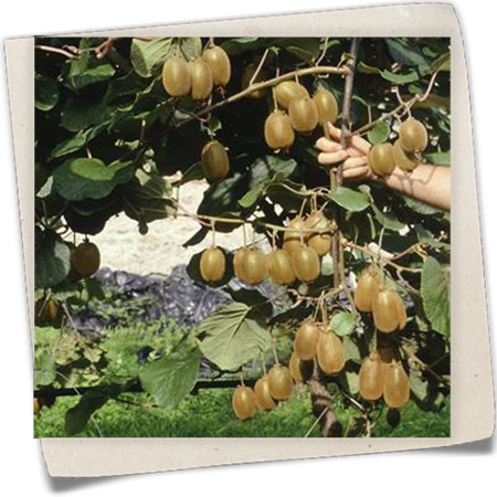 Kiwi 'Hayward' Kiwi 'Hayward'