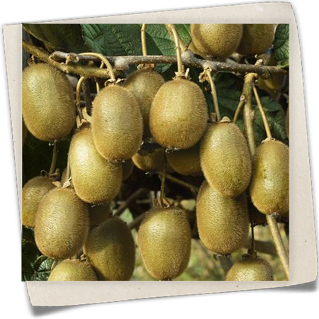 Kiwi 'Jenny' Kiwi 'Jenny'