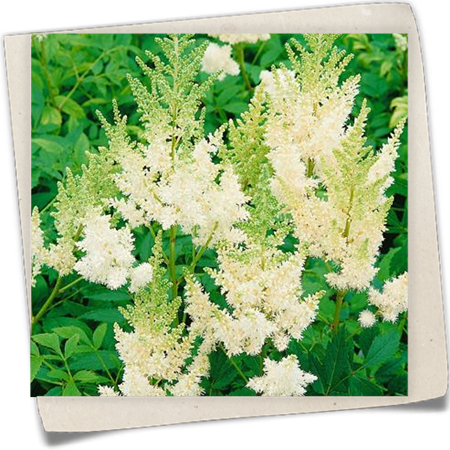 Arends Garten-Prachtspiere 'Weiße Gloria' Arends Garten-Prachtspiere 'Weiße Gloria'