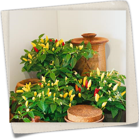 Feuerküsschen Feuerküsschen