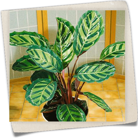 Korbmarante Korbmarante