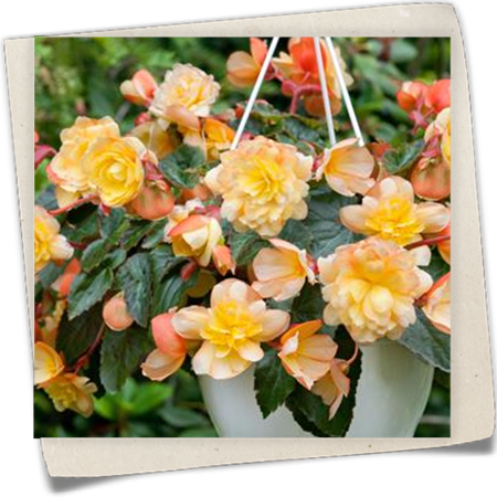 Begonie 'Rosana Champagner' Begonie 'Rosana Champagner'