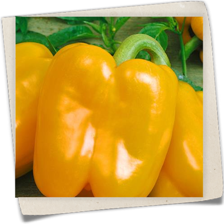 Blockpaprika 'Gourmet' Blockpaprika 'Gourmet'